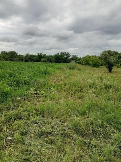 Teren intravilan Fundulea, 2750/25, utilități, ieftin, aproape de balta - 6