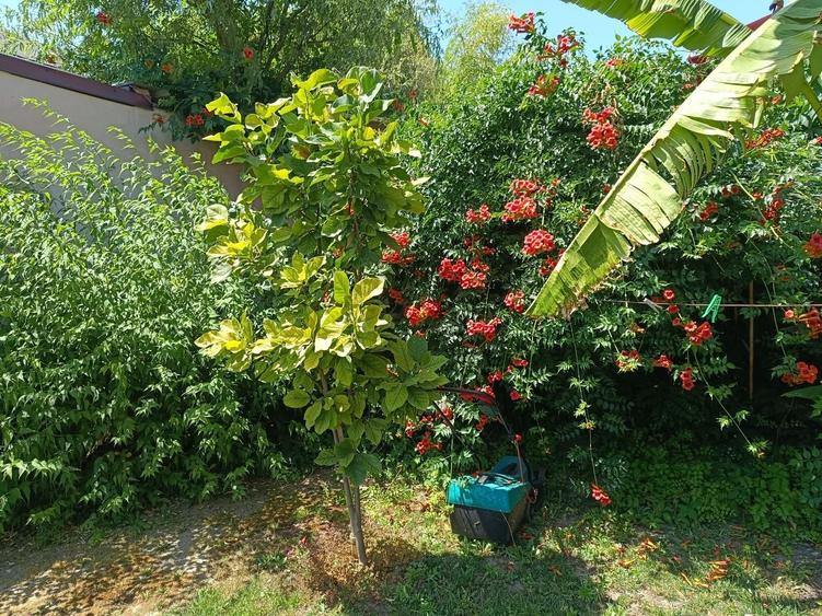 Vila  zona Elisabetin P+2E+M - 7