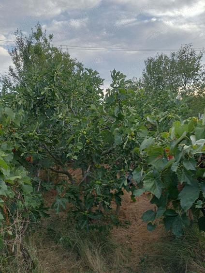 Casa batraneasca Greci 9000E - 4