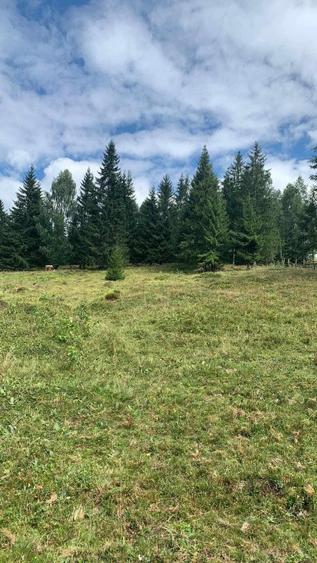 Teren intravilan in Bucovina, Dorna Arini - 13