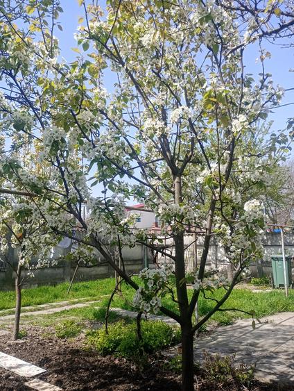 Jiului, Bucuresti - 12