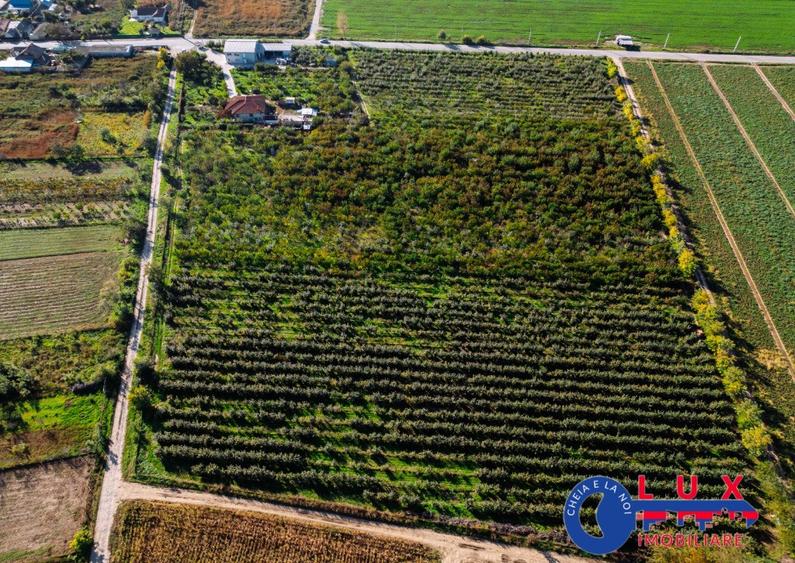 ID 7785 LIVADA SABANGIA DE VANZARE - 22