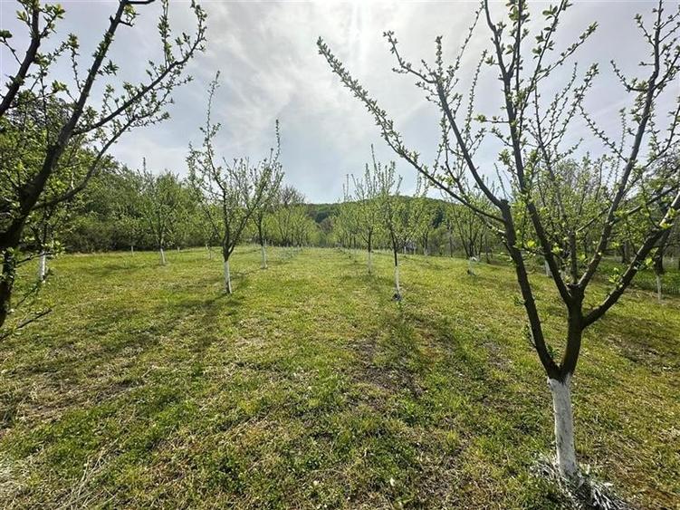 teren construibil cu livada pomi,sat Hasag,jud.Sibiu,comision 0 - 6