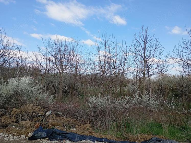 Teren intravilan Giroc ideal investitie - 2