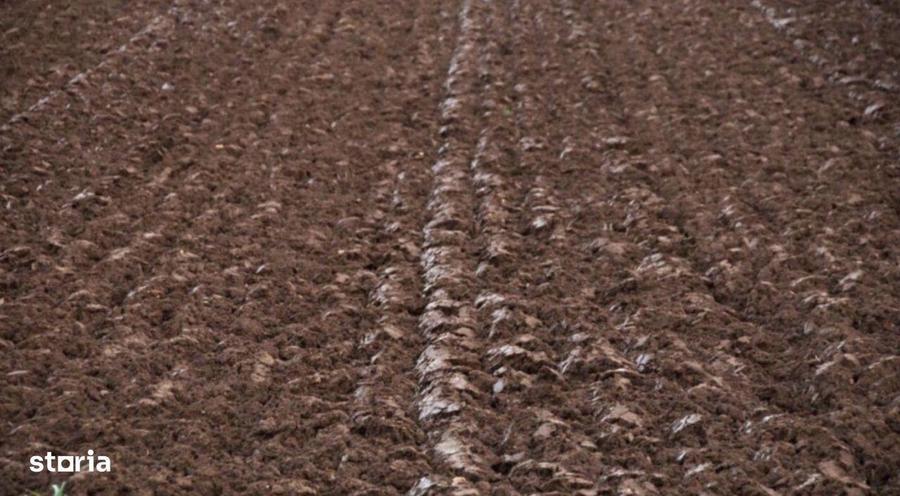 Teren arabil cat.1, cernozion, 1010 ha, Banat - 1