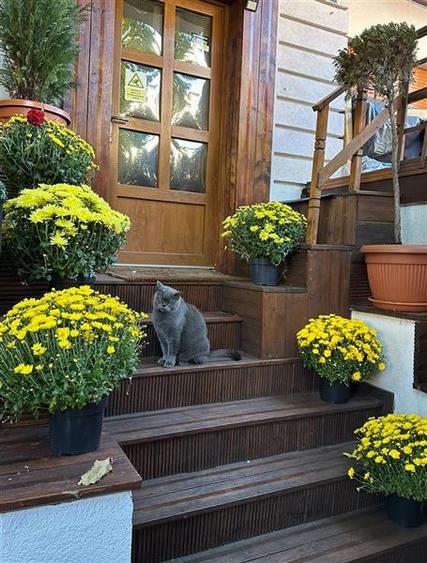 Vila Interbelica renovata integral, pe strada exclusivista din Dorobanti - 35