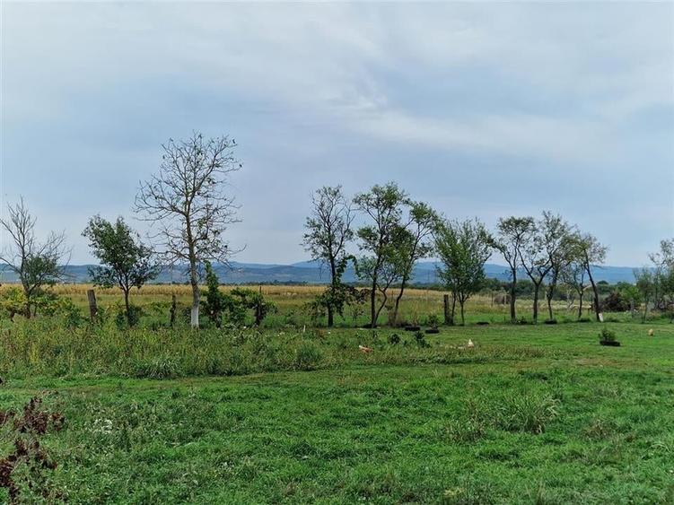 RECO teren  intravilan Tilecus - 3