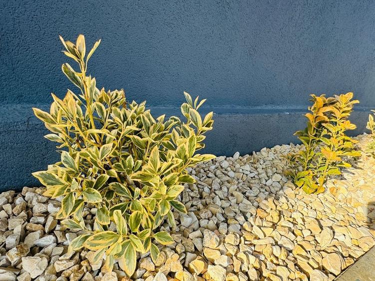 Vila P+1+M 5 camere Popesti-Leordeni - 25