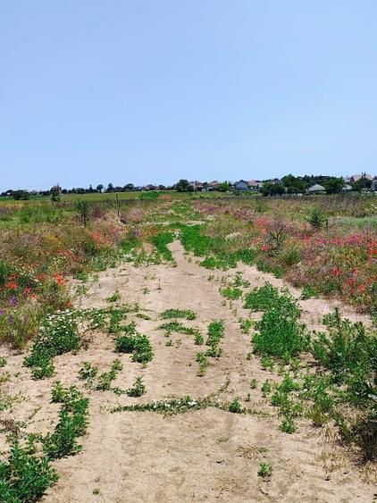 Intravilan 420m2 pe partea dreaptă - 6