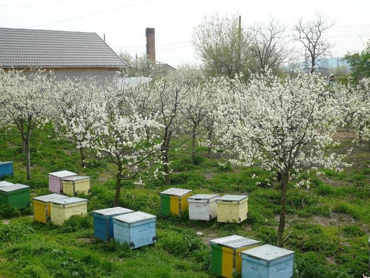 societate comerciala in lichidare - 3