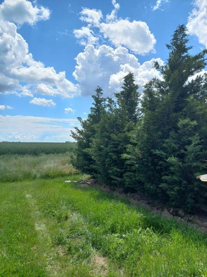 Super oferta de paste vand teren Ghercesti 14000 mp intravilan zona - 1