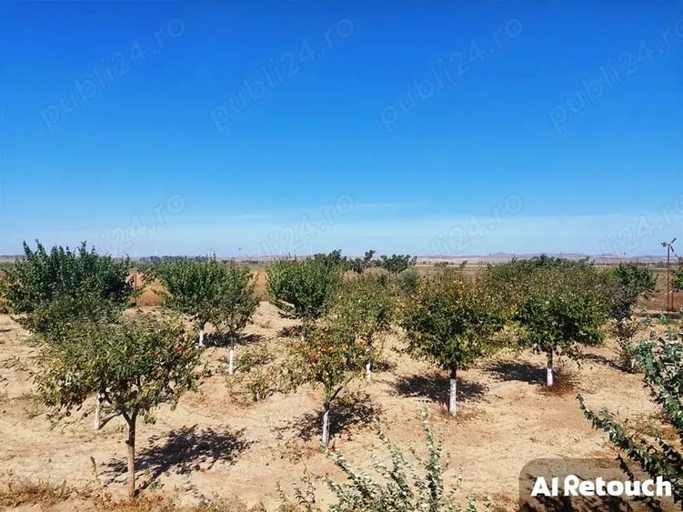 Casă cu 6 camere cu Teren 10000 Mp în Central