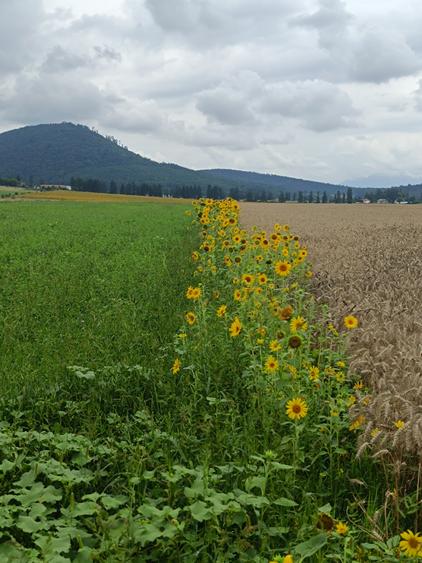 Brașov Bartolomeu,str Cucului , Intravilan 16.500 mp, dezvoltare rezidentiala - 5