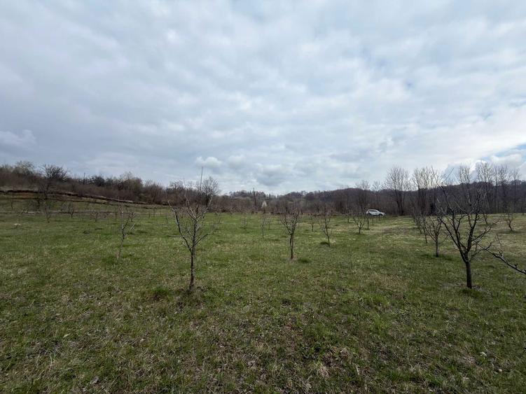 Teren / gradina de vanzare in Barbuletu, judetul Dambovita 8055 mp - 5