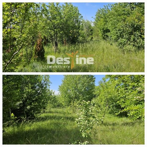 Tomesti-Chicerea, teren intravilan  3523 mp - 3