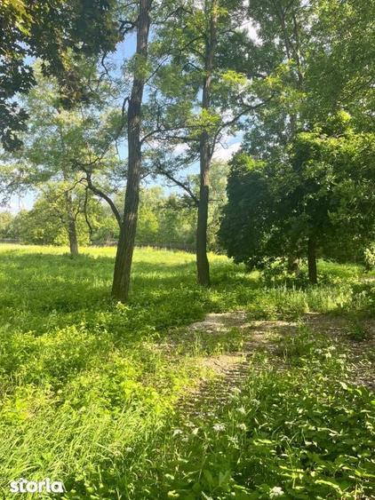 Teren extravilan, 10000 mp, Vicovu de Sus - 6