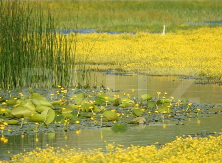 Teren, 120000mp, Insula Calinovat, Moldova Noua - 5