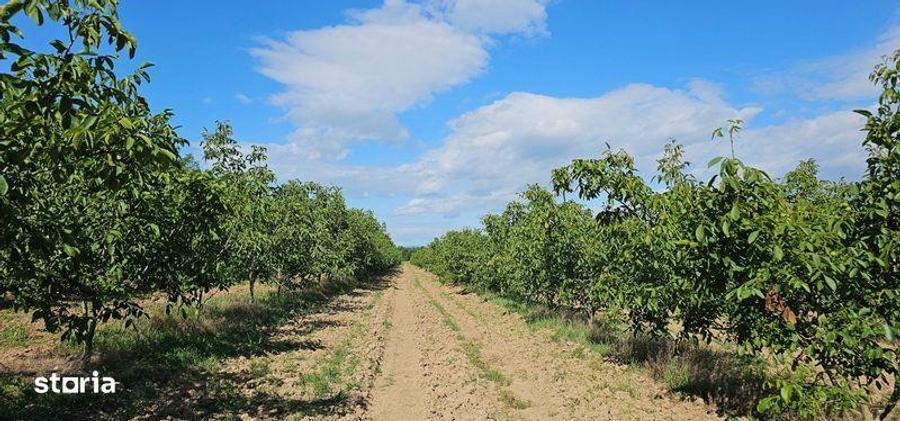 Vanzare plantatie/ferma de nuci, 2000 pomi, 14ha, Prahova - 7