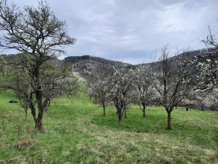 TEREN INTRAVILAN 13700 MP, INURI, VINTU DE JOS - 2