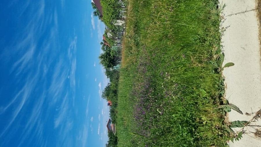 Vanzare Teren construibil 600mp 1 Decembrie Ilfov - 3