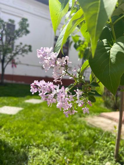 Casa central deosebita - 1