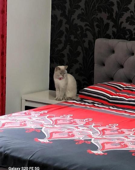 Casa Sacerdateanu superba construc?ie noua - 6