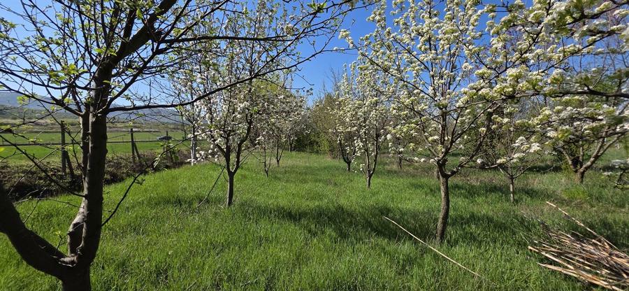 Teren intravilan Masca Arad asfalt Drumul Judetean 709 l 3000 mp - 2