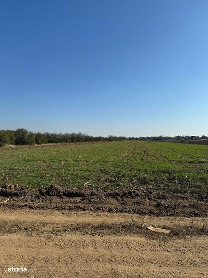 Vanzare Teren construibil MAGURELE VARTEJU 20000MP - 5