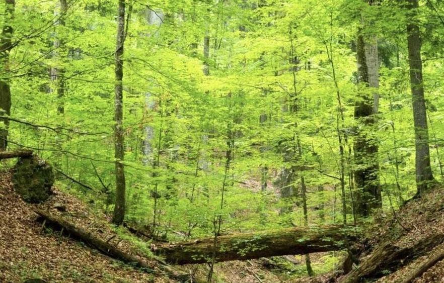 Teren Padure 14 hectare - 2