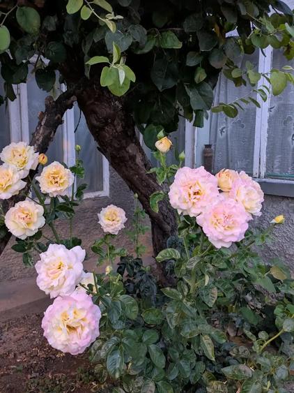 Casa de vanzare in orasul Galati - 1