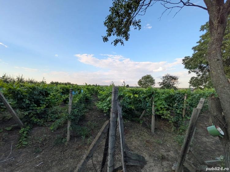 Casa de vanzare in Olesesti - 3