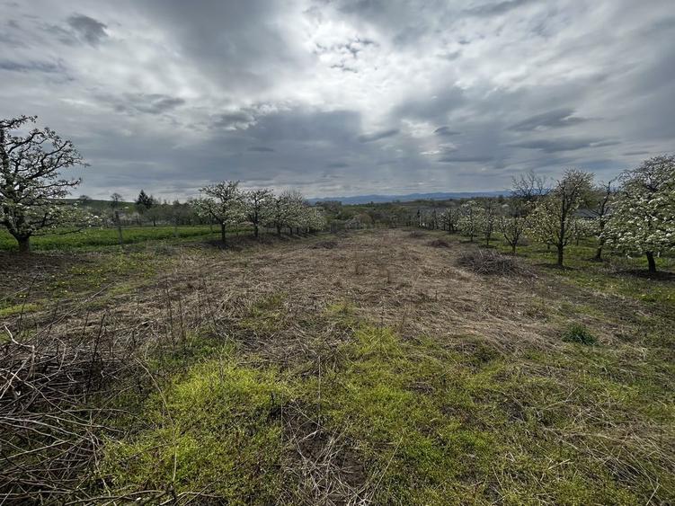 Teren intravilan 3600 mp Str. Lovinescu, Radaseni, toate utilitatile - 4