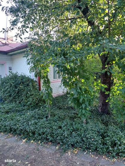 Teren intravilan 8.759 mp cu casa + vie | Utilitati complete - 6