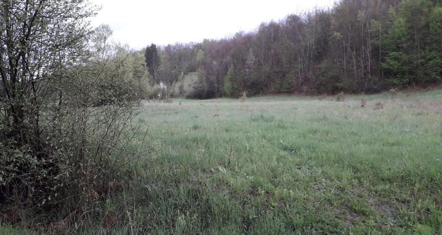 Teren vacanta.Teren la tara.casa vacanta.padure.deal PetrisCorbesti AR - 5