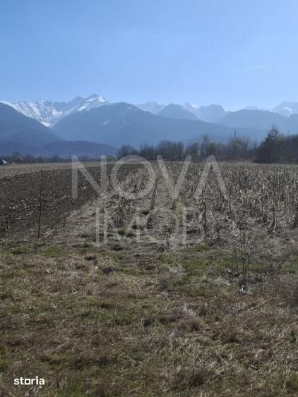 Teren extravilan de vanzare - Arpasul de Sus - 7