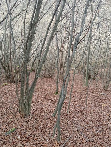 Vand/Schimb teren in zona Raului Mare, Retezat - 3