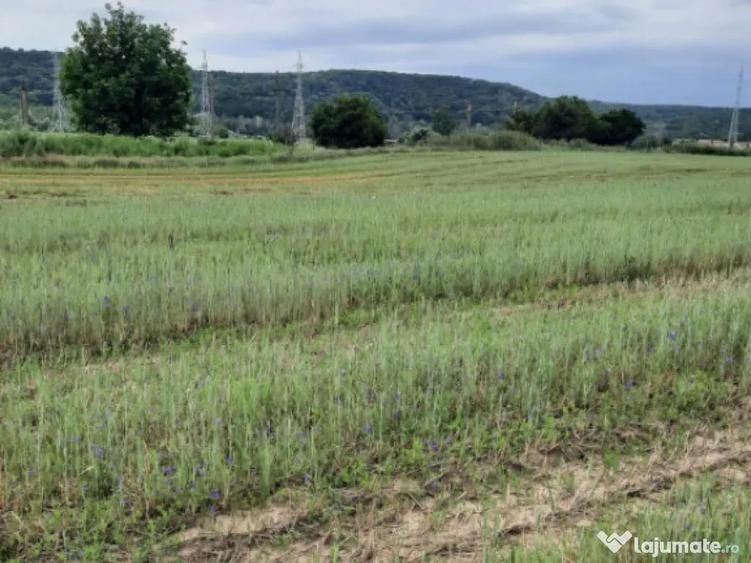 Teren extravilan de vanzare, 4900 mp, Bolde?ti Scaieni - 8