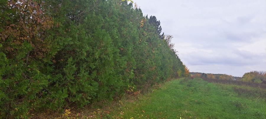 Teren Construcții intravilan de 20000 mp, în Siliștea Snagovului