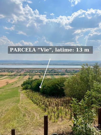 Pivnita + parcela de vie | de vanzare | Uileacu de Cris, Bihor - 8