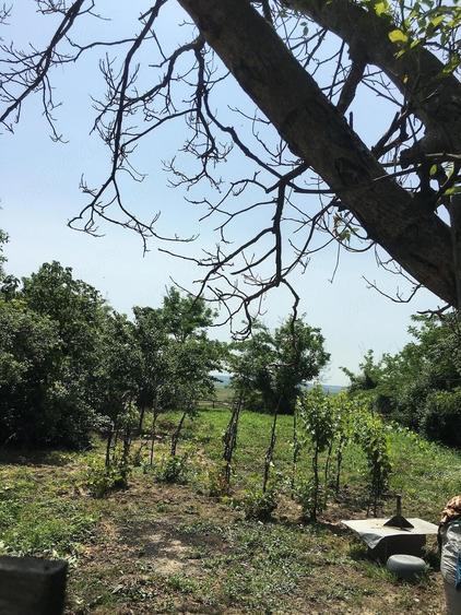 Casa taraneasca si curte - 2