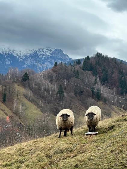Teren de vanzare intravilan  Bran - 6