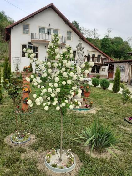 Casa P+M, Malureni -Toplita,  teren 2.798mp - 5