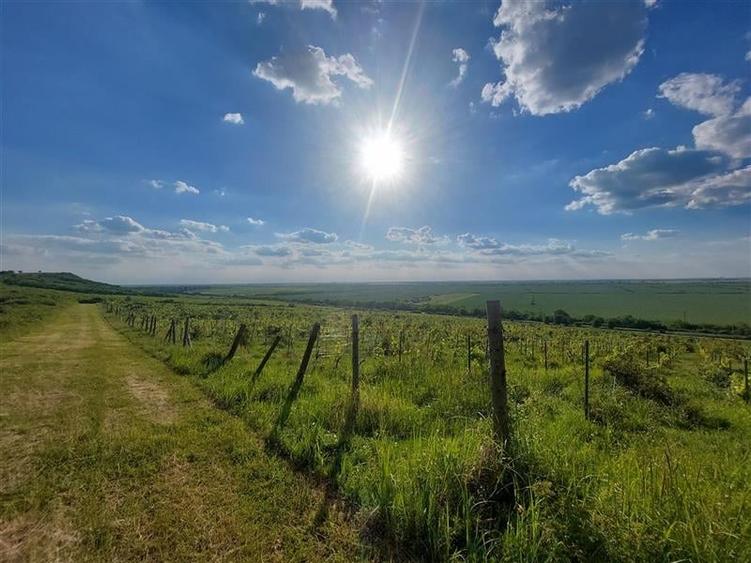 PRET REDUS!!! Proprietate viticola ecologica in zona Siria - 5