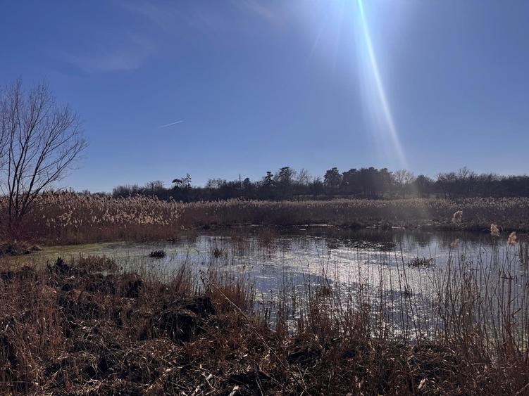 Teren cu deschidere la lac strada Orhideelor- conectare imediata la curent - 2