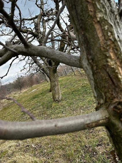 Vand casa cu dependinte - 2