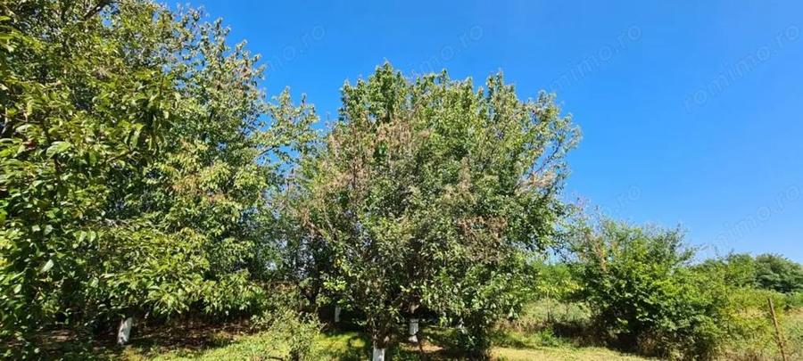 Vila Ialomita -Livedea lac - 9