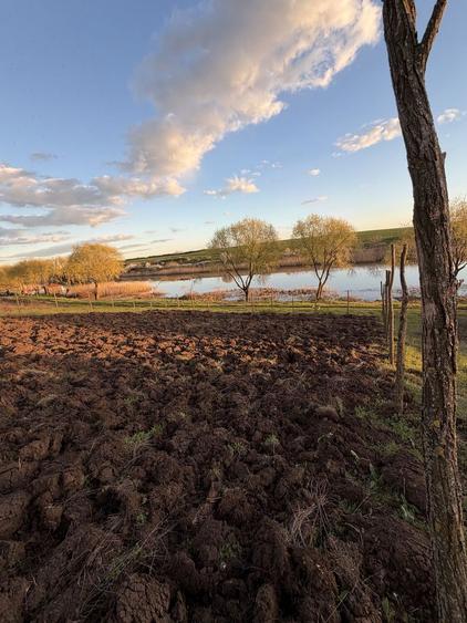 Teren de vanzare Walter Maracineanu Comuna Iepuresti judet Giurgiu - 3