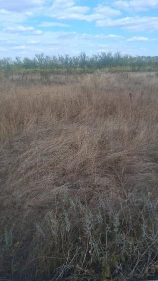 Balotesti - Saftica - Flamingo Park -476 mp - 3