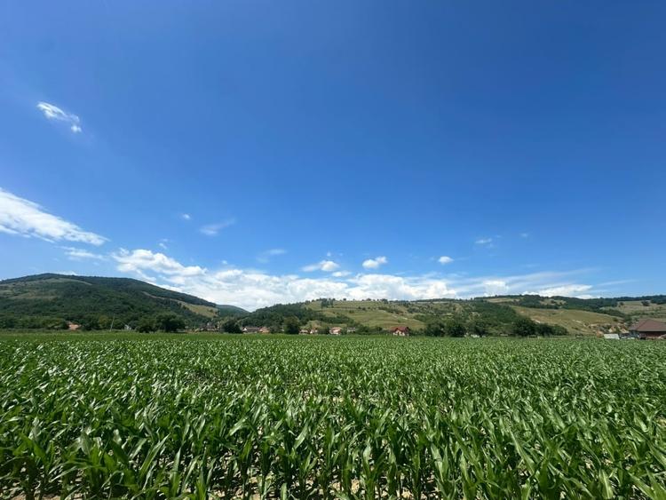 Teren Construcții intravilan de 6200 mp, în Vințu de Jos