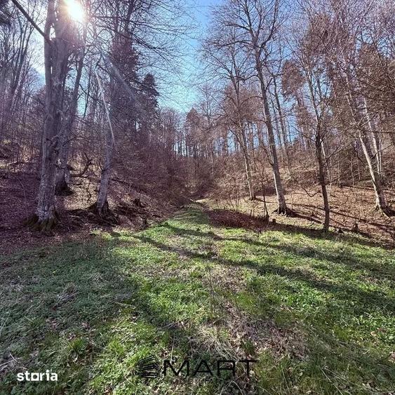 Teren de 7300 mp, în Tărlungeni
